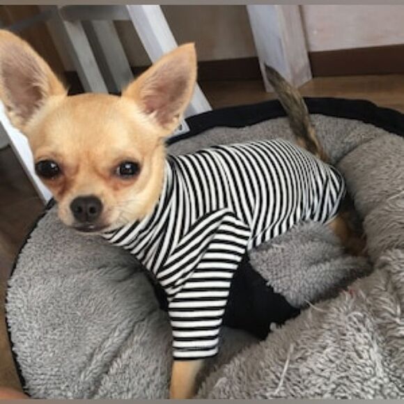 Cat Dog Sphynx Clothes Made with Love lot of 7 shirts 3 hats - Picture 2 of 16